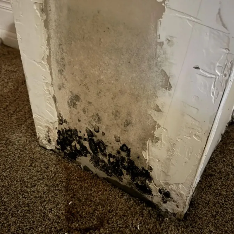 Professional Mold Removal in La Plata, MO